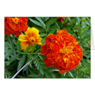 marigold in the sun