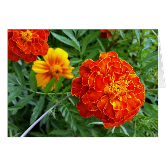 marigold in the sun (Front Horizontal)
