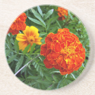 marigold in the sun coaster