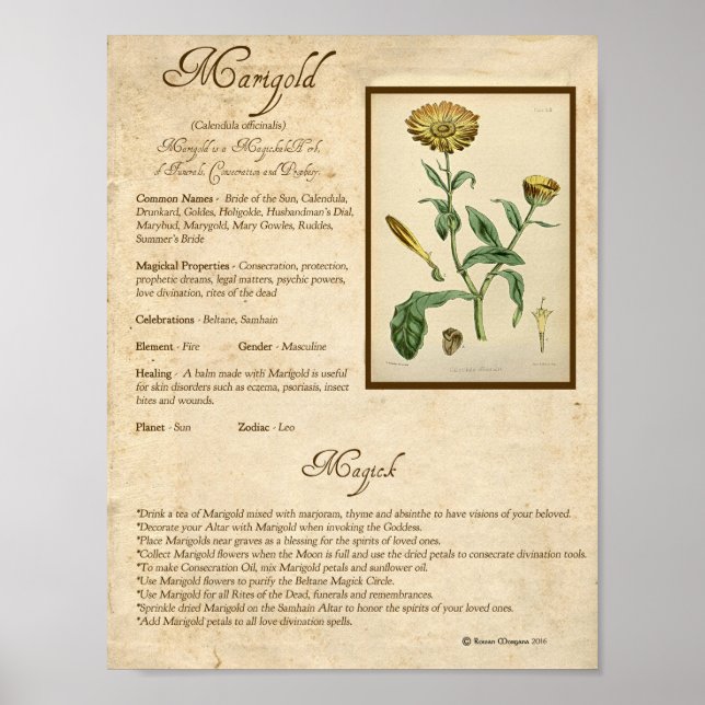 MARIGOLD MAGICK HERB POSTER (Front)