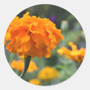 Marigold Orange Flower Nature Photography Garden Classic Round Sticker
