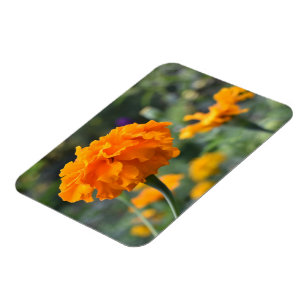 Marigold Orange Flower Nature Photography Garden Magnet