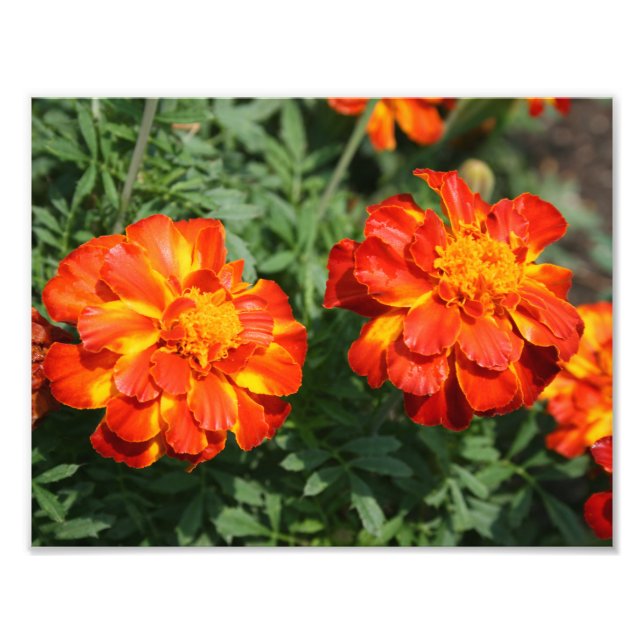 Marigold Photo Print (Front)