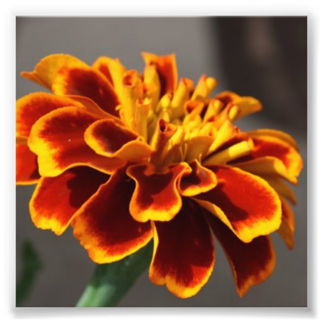 Marigold Photo Print (Front)