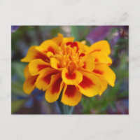 Marigold Postcard