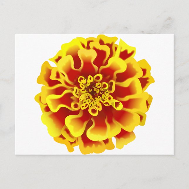 Marigold Postcard (Front)