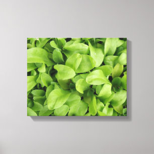 Marigold Seedlings Canvas Print