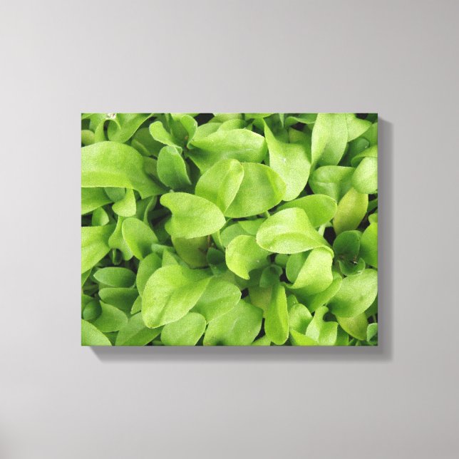 Marigold Seedlings Canvas Print (Front)