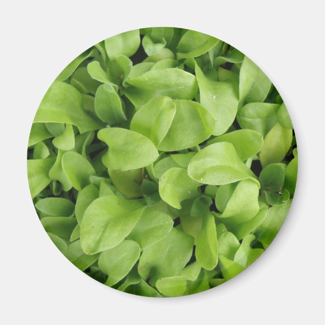 Marigold Seedlings Magnet (Front)