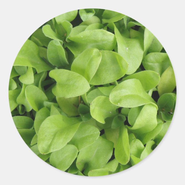 Marigold Seedlings Stickers (Front)