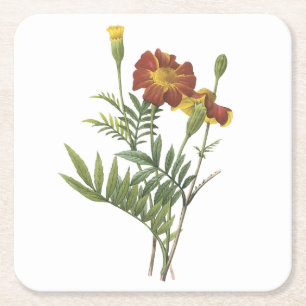 marigold(Tagetes sp.) by Redouté Square Paper Coaster