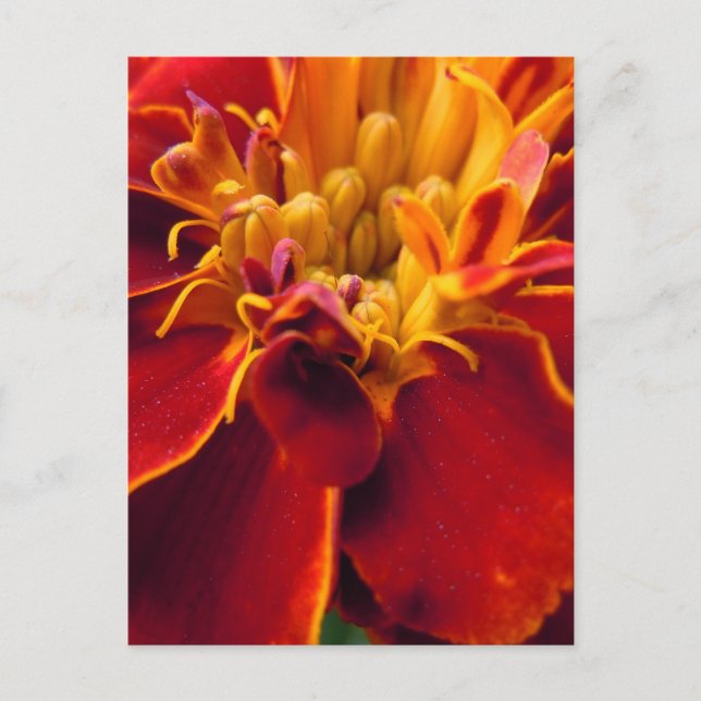 Marigold Up Close Postcard (Front)