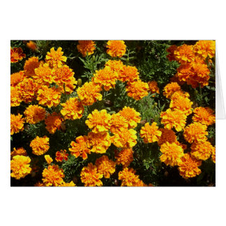 Marigolds