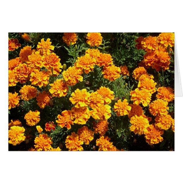 Marigolds (Front Horizontal)