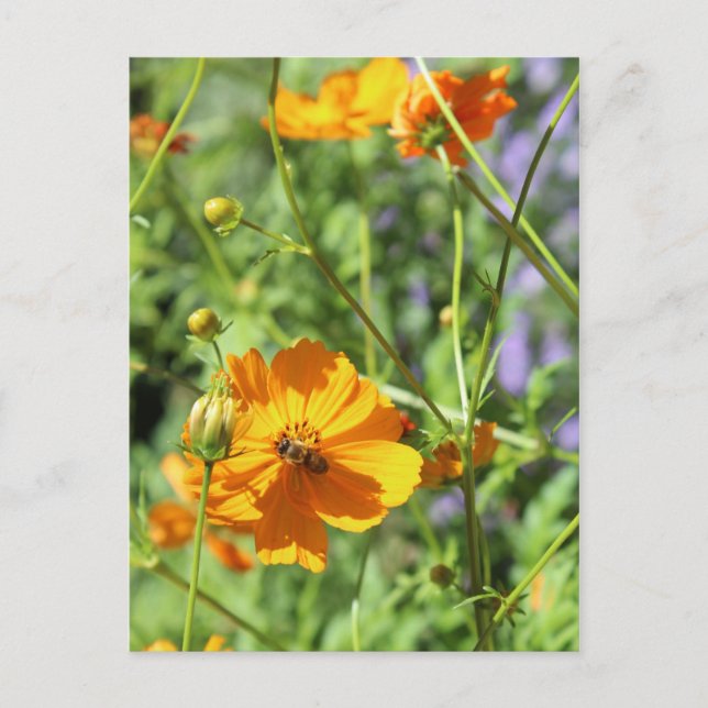 Marigolds # 5 postcard (Front)