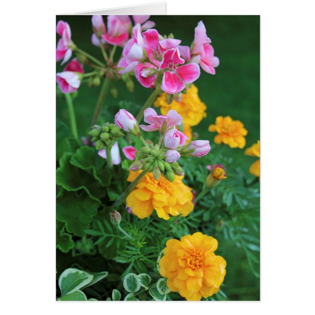 Marigolds and Geranium (Front)