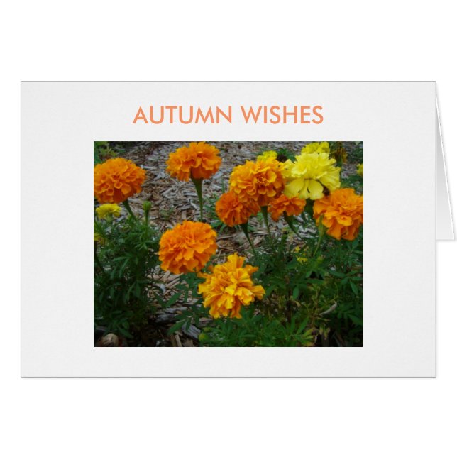 Marigolds, Autumn Wishes (Front Horizontal)