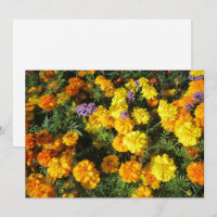 Marigolds