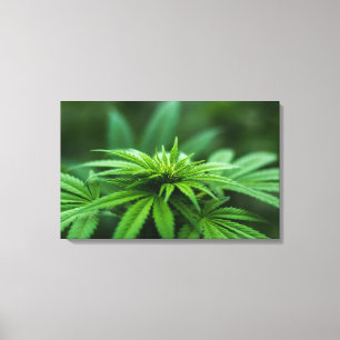 Marijuana Crop Photograph Canvas Print