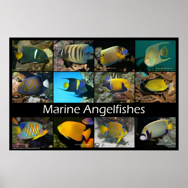 Marine Angelfishes Poster (Front)