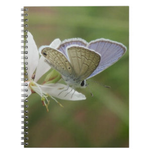 Marine Blue Butterfy on Gaura Bloom Spiral Notebook