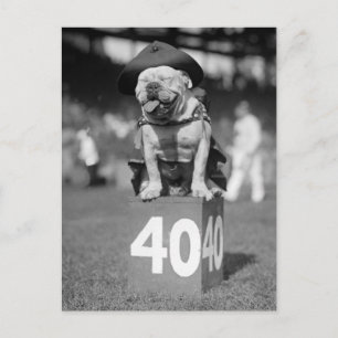 Marine Corps Mascot, 1920s Postcard