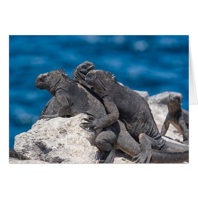 Marine Iguana (Front Horizontal)