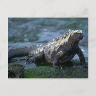 Marine Iguana-Fernandina Island, Galapagos Postcard