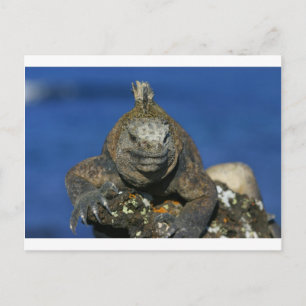 Marine iguana Galapagos Islands Postcard