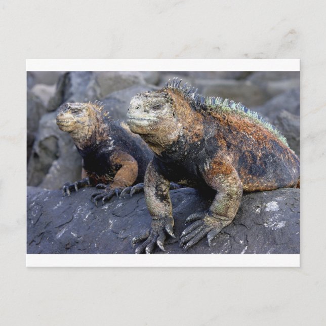 Marine iguana Galapagos San Cristobal Postcard (Front)