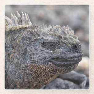 Marine Iguana Glass Coaster