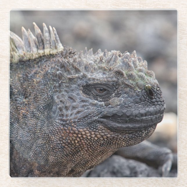 Marine Iguana Glass Coaster (Front)