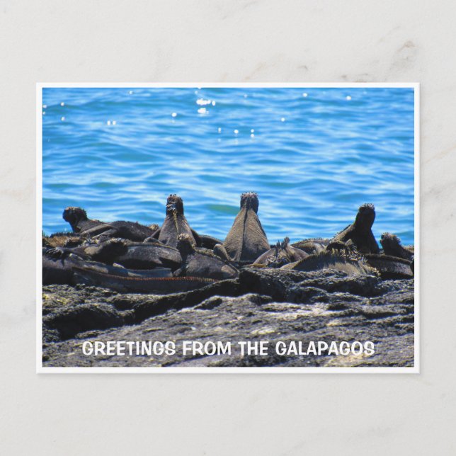 marine iguana greetings postcard (Front)