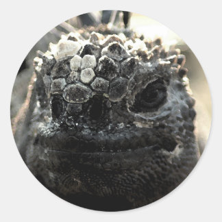 Marine Iguana Head Shot Sticker