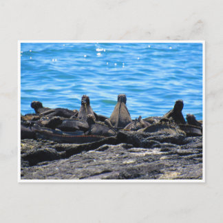 marine iguana looks postcard