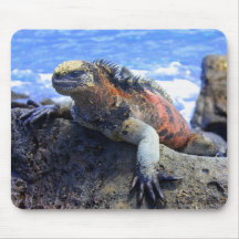 Marine Iguana