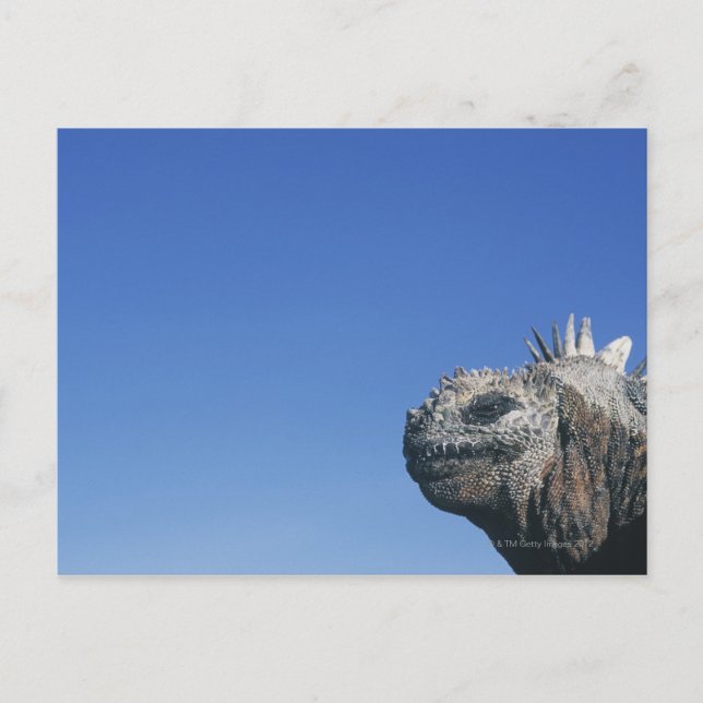 Marine Iguana Postcard (Front)