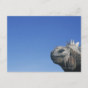 Marine Iguana Postcard