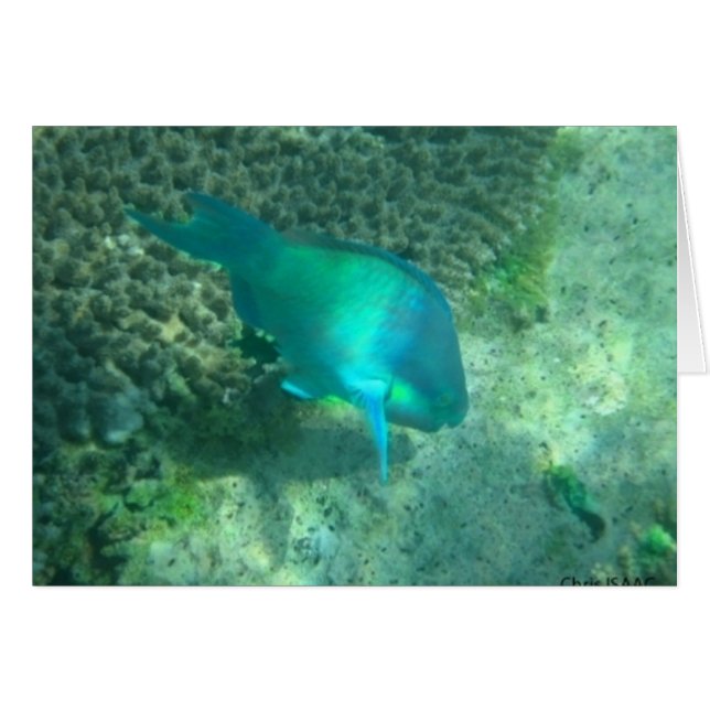 Marine Life (Front Horizontal)