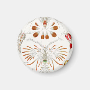 Marine Life Crustaceans, Copepoda by Ernst Haeckel Magnet