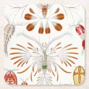 Marine Life Crustaceans, Copepoda by Ernst Haeckel Square Paper Coaster