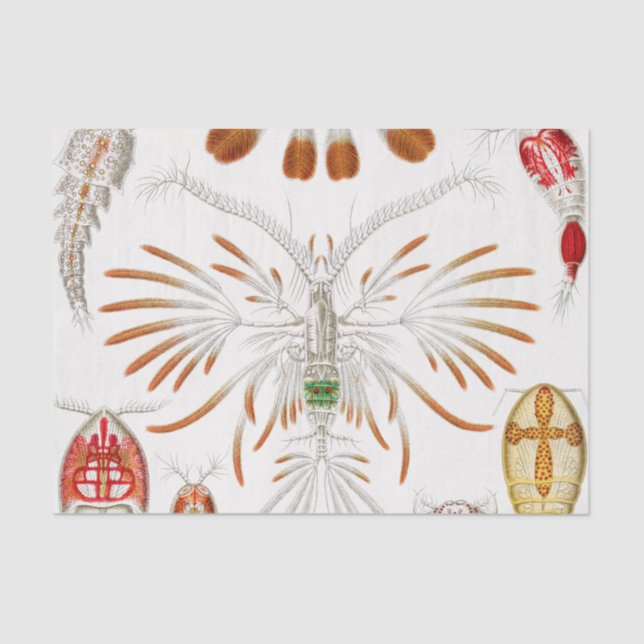Marine Life Crustaceans, Copepoda by Ernst Haeckel Tissue Paper (Front)