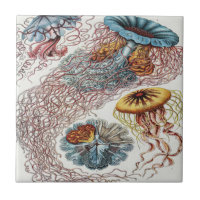 Marine life illustration - Ernst Haeckel Poster