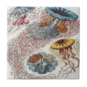 Marine life illustration - Ernst Haeckel Poster Tile