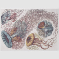 Marine Life Jellyfish - Ernst Haeckel Decoupage