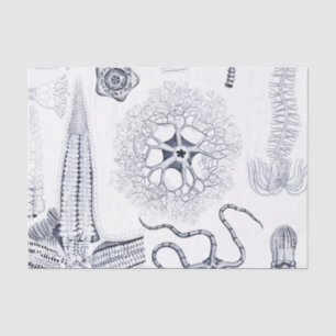 Marine Life / Marine Biology Strange Sea Creatures Tissue Paper
