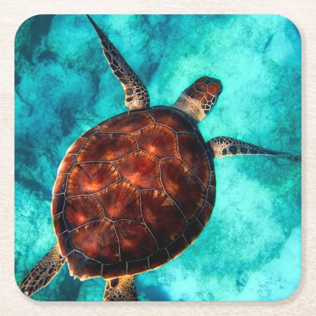 Marine Life Sea Turtle Square Paper Coaster (Front)