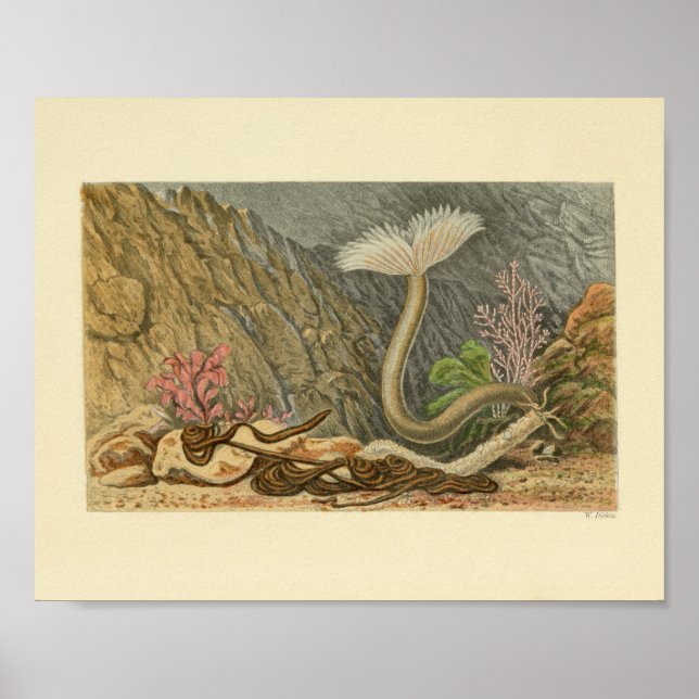 Marine Life Tube Vintage Illustration Print (Front)