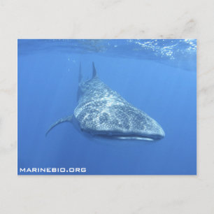 MarineBio Postcard