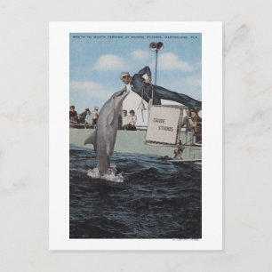 Marineland, Florida - Sailor Mouthfeeding Postcard